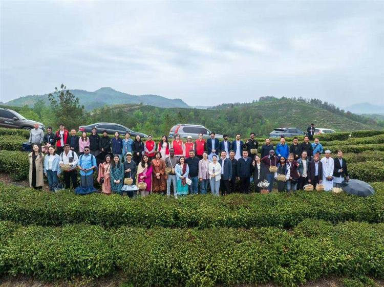 Mountain Tea Garden Tour